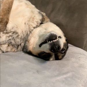 Meet your Posher, Alex